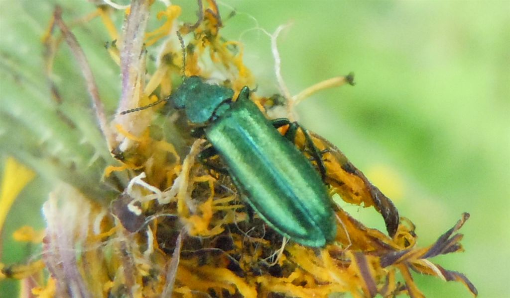 Dasytidae? Psilothrix cfr viridicoeruleus